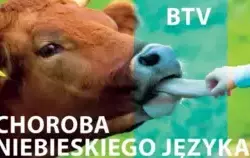 Zdjęcie do  Uwaga na chorobę niebieskiego języka i pryszczycę!