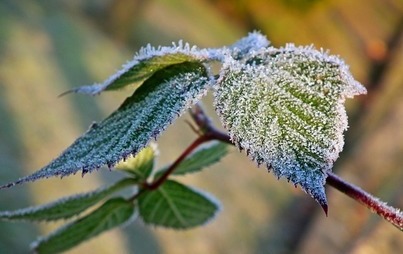 Zdjęcie do Ostrzeżenia meteorologiczne - Przymrozki