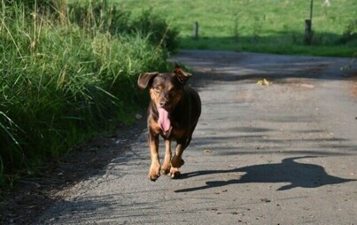 Zdjęcie do Ogłoszenie w sprawie wałęsających się ps&oacute;w