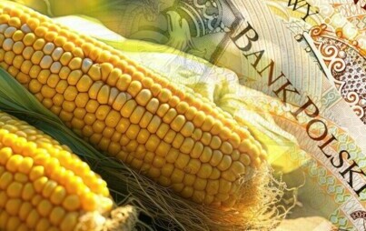 Zdjęcie do Dopłaty do kukurydzy &ndash; wnioski do 29 lutego, biura powiatowe czynne dłużej 