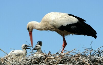 Zdjęcie do Montaż platform lęgowych dla bocian&oacute;w białych i skrzynek lęgowych dla s&oacute;w. 