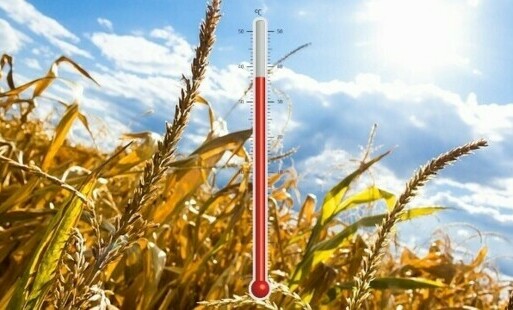 Zdjęcie do Ostrzeżenie meteorologiczne - upał