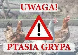 Zdjęcie do PTASIA GRYPA- Rozporządzenie Nr 13/2024 Wojewody Kujawsko-Pomorskiego z dnia 25 października 2024 r.