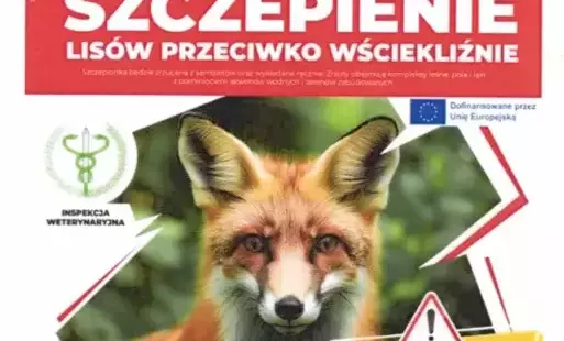 Zdjęcie do Wiosenna akcja szczepienia lis&oacute;w na terenie wojew&oacute;dztwa mazowieckiego