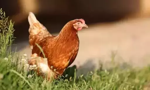 Zdjęcie do Rozporządzenie Nr 11/2025 Wojewody Kujawsko-Pomorskiego z dnia 23 kwietnia 2025 r. uchylające Rozporządzenie Nr 13/2024 Wojewody Kujawsko-Pomorskiego z dnia 25 października 2024 r. w sprawie zarządzania środk&oacute;w podejmowanych w związku z ryzykiem wystąpienia wysoce zjadliwej grypy ptak&oacute;w (HPAI)